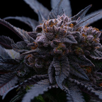 Auto White Widow